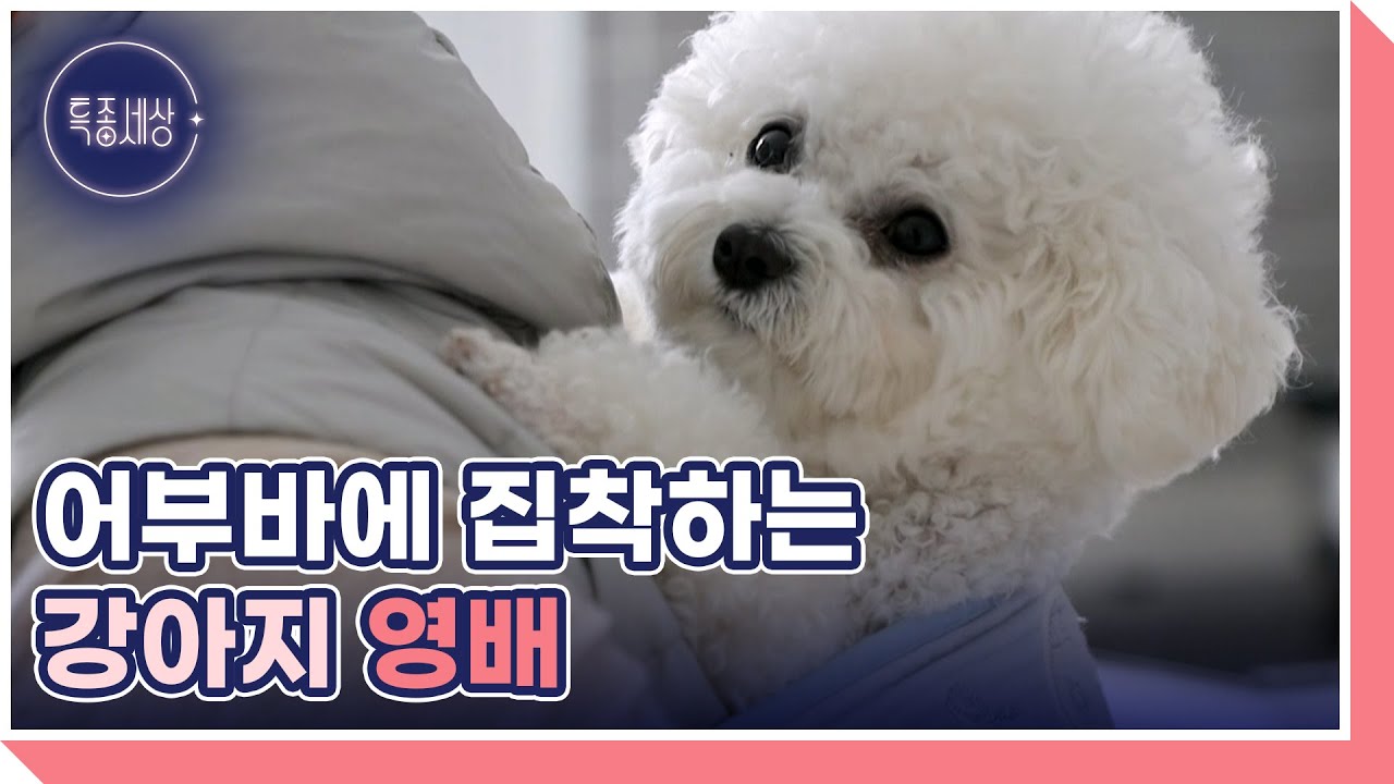 &ldquo;26대손 정영배입니다&rdquo; 강아지 영배를 손자로 삼은 할머니 MBN 251127 방송