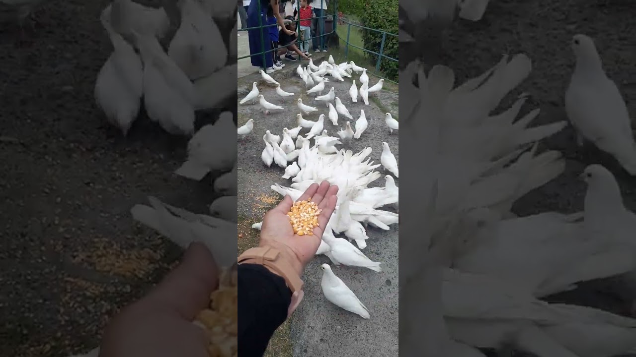 Oras nang pag pakain ng mga kalapati #garinfarm #kalapati #dove #birds #feedingtime 