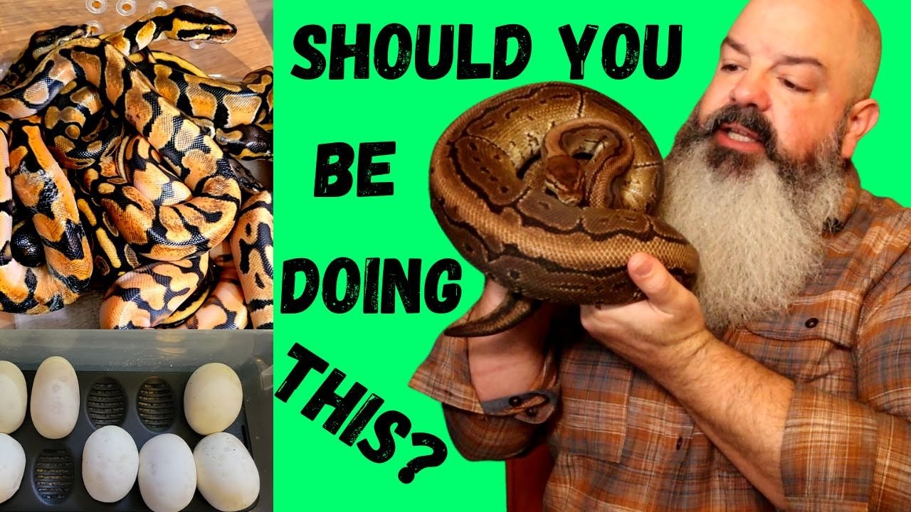 Should You Breed Your Snakes?