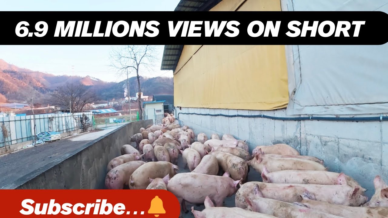 Morning Vibes #pig#pigfeed #agriculturebusiness #animals #highlights