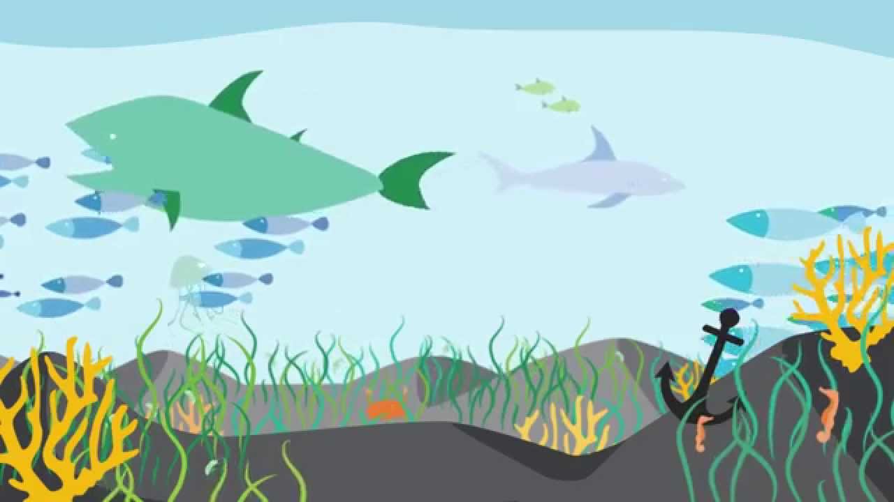 Vad är MSC och varför är det viktigt med hållbart fångad fisk?