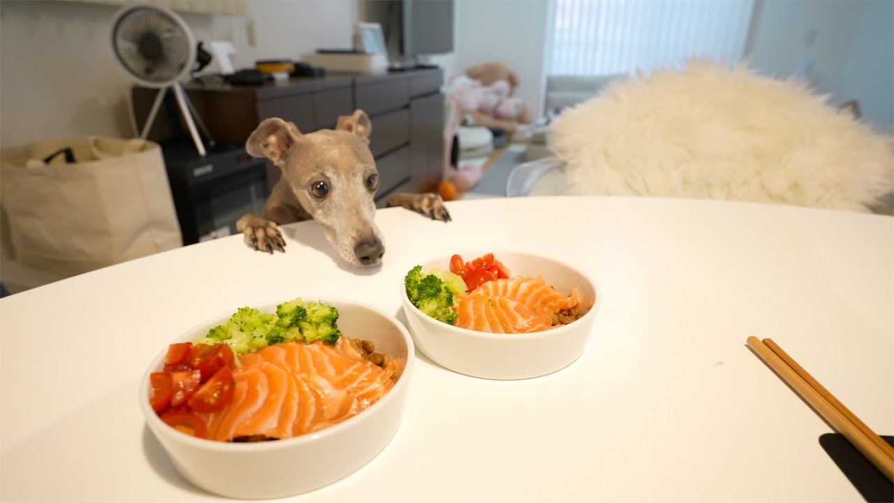 デッカいサーモンを愛犬にあげたらブチギレられたwww