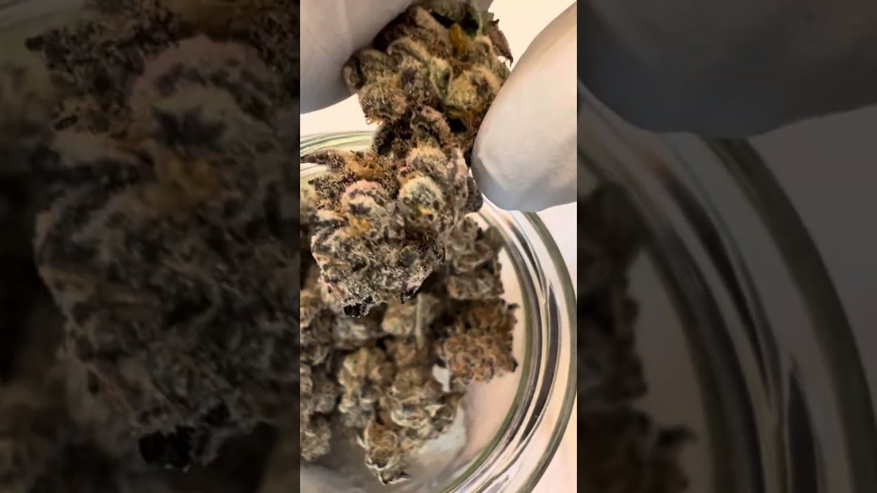 Deluxe Sugarcane strain review