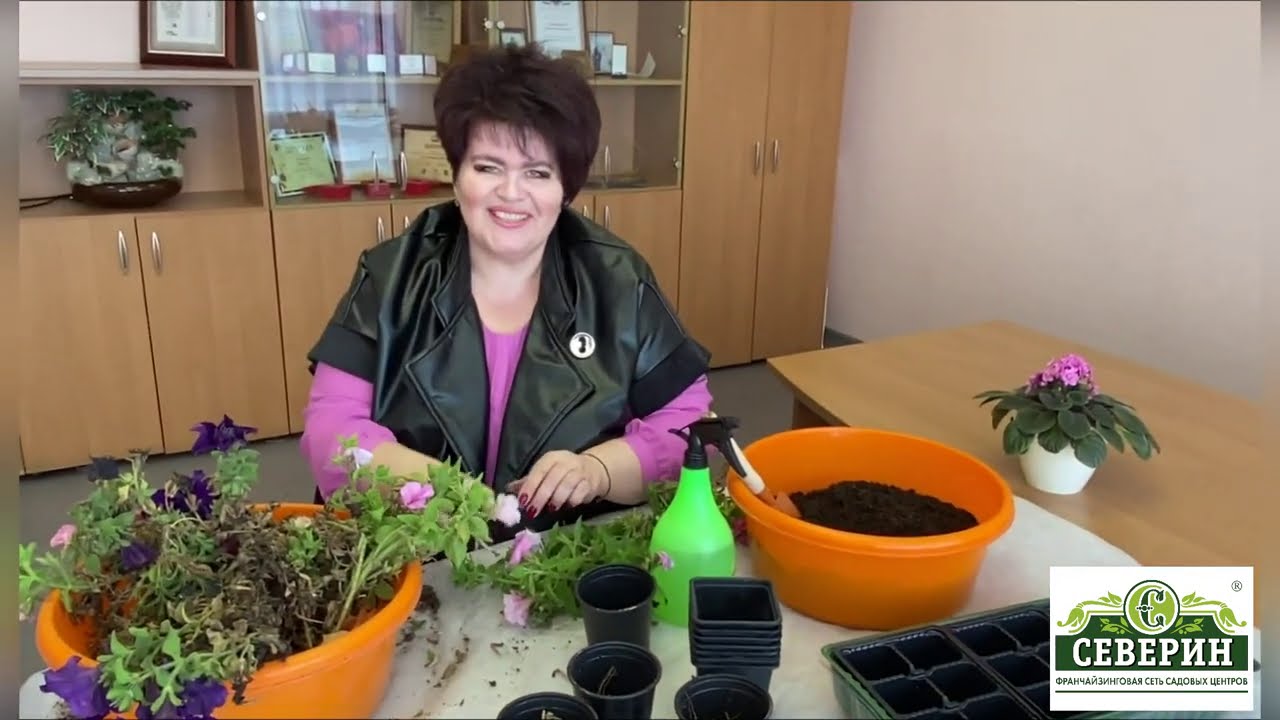 Как сохранить петунию до следующего года