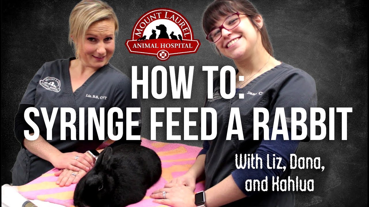 Syringe Feeding Rabbits and Other Small Animals