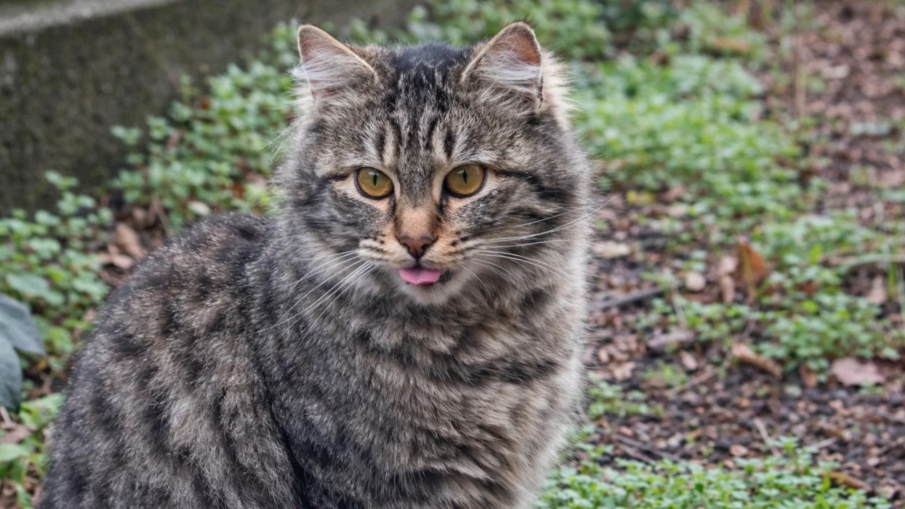 Hungry Outdoor Cat Crying and Rubbing Against My Shoes