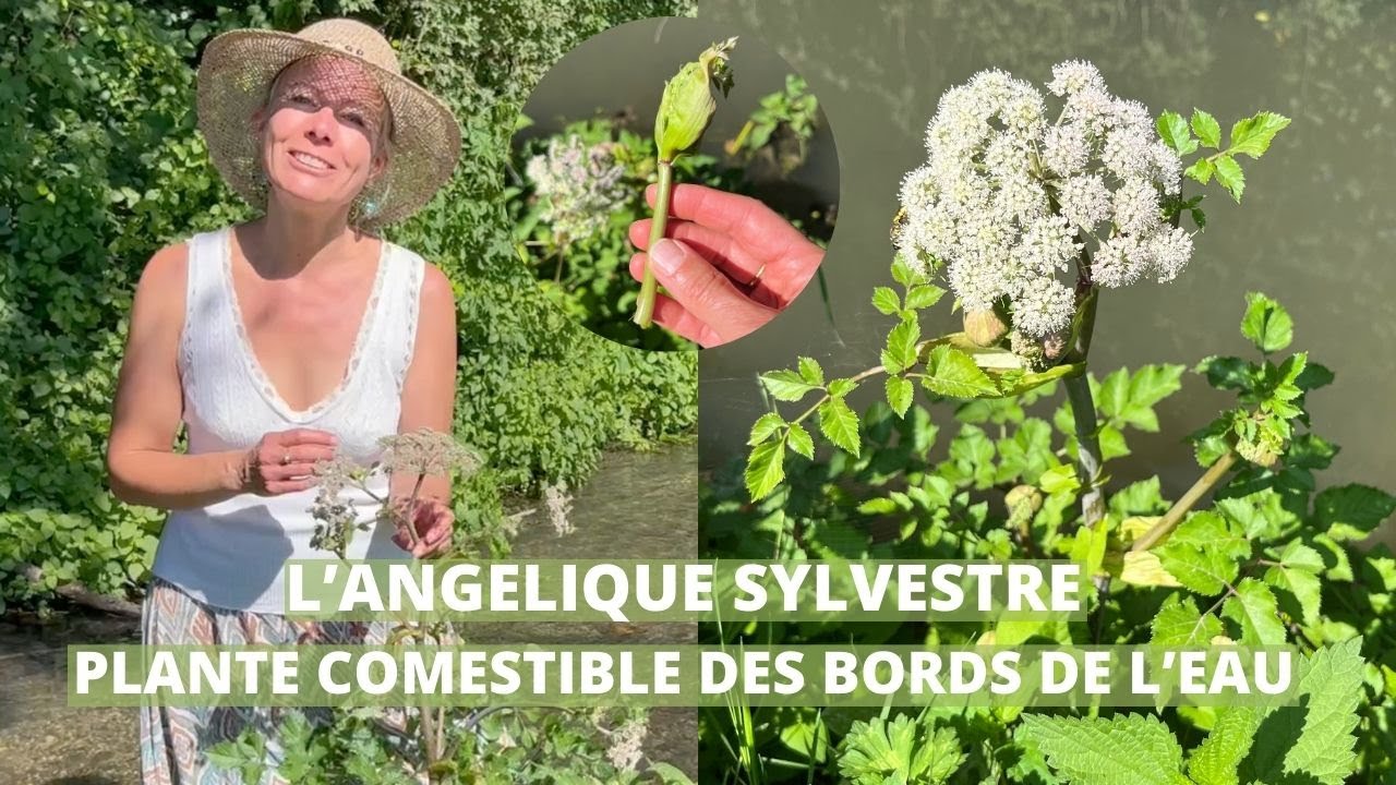 Angélique sylvestre - plantes comestible des bords de l'eau