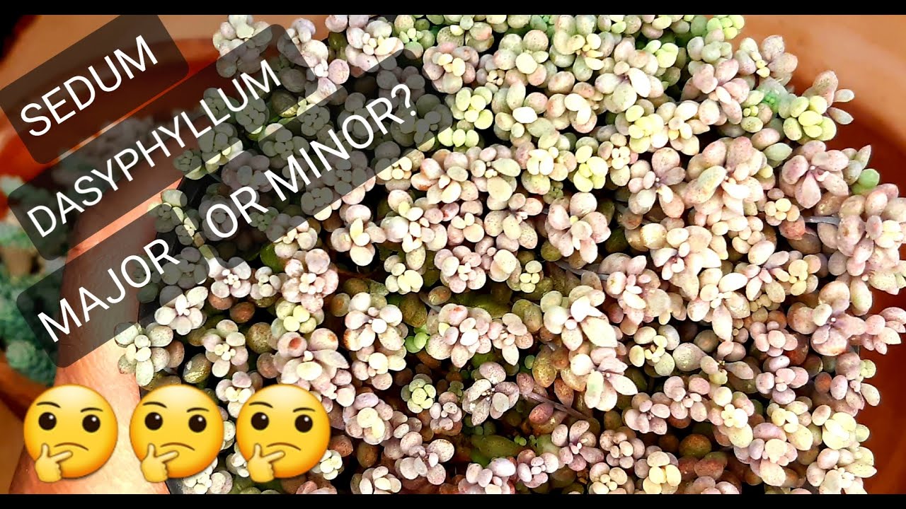 #47 POTTING AND SEPARATING TINY SEDUM SUCCULENTS / Sedum dasyphyllum minor and major