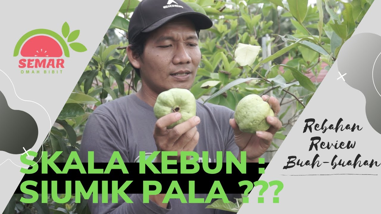Jambu Siumik Pala X Jambu Kristal