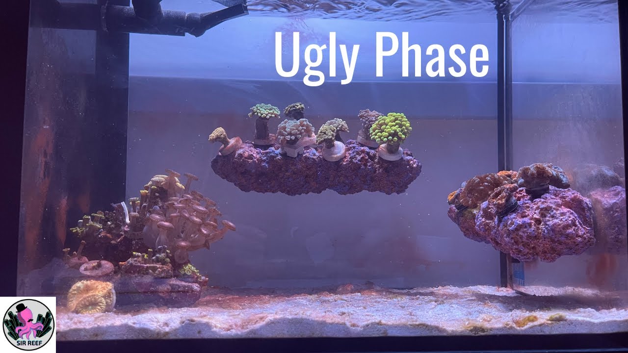 A Quick Update on the UGLY PHASE | Innovative Marine Nuvo Fusion 14 Gallon Peninsula