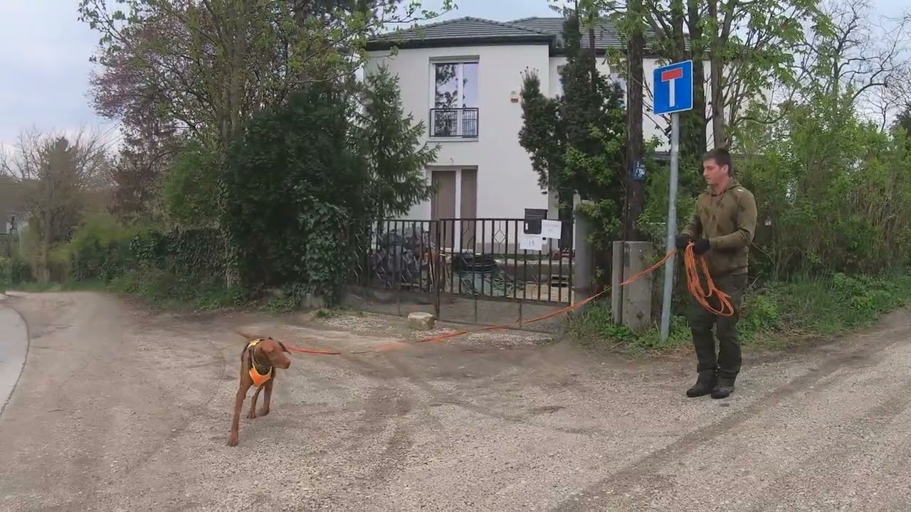 Az első mantrailing vizsga - Hunter, a magyar vizsla