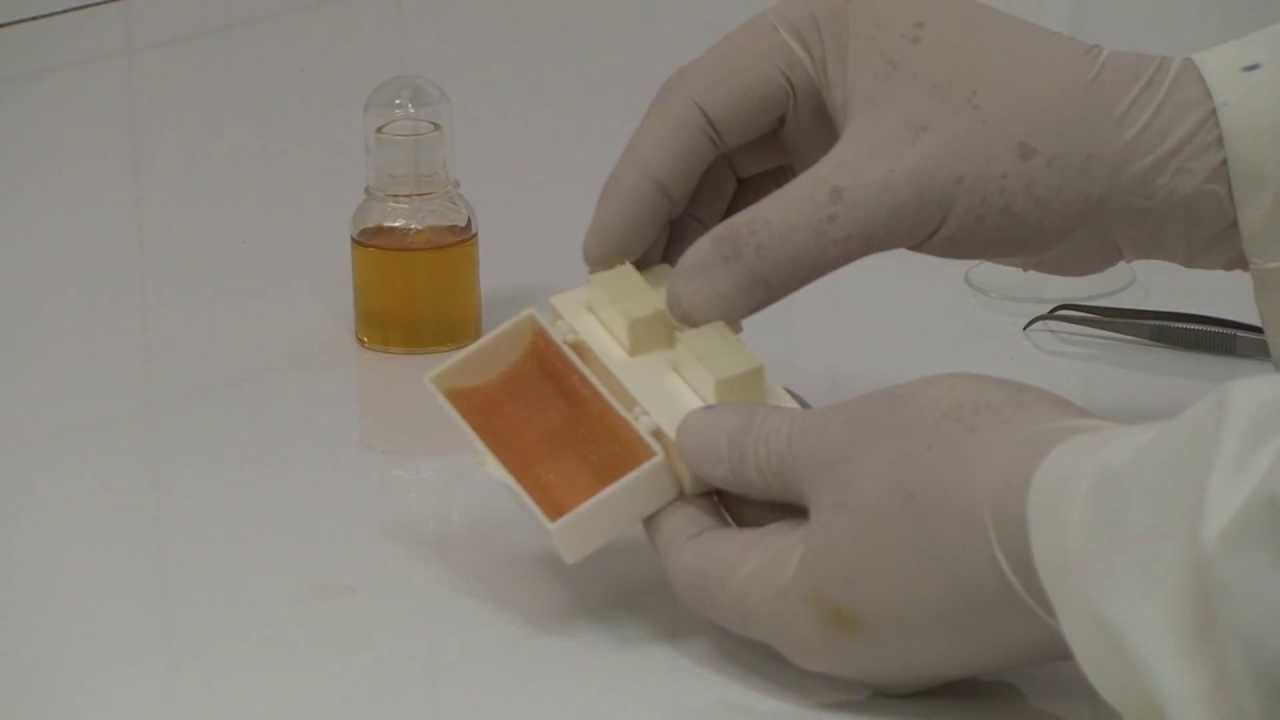 Introducción a la microscopia. Video 1 de 3: Preparación de muestras