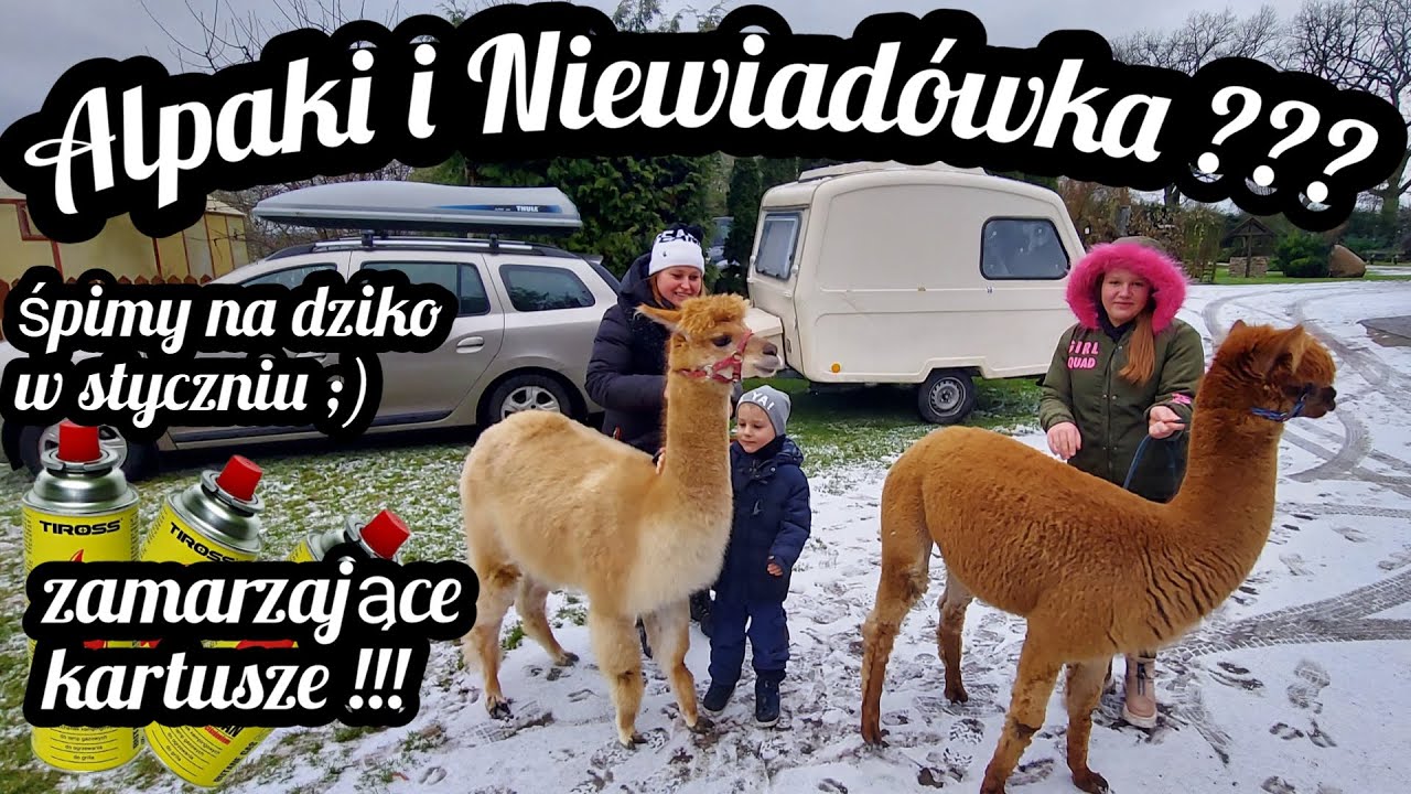 #75 Spacer z Alpakami !!! Wyjazd Do Magicznego Zakątka i Spanie na Dziko w Przyczepie Niewiadów n126