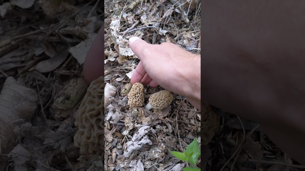 Fresh Yellow Morel Mushrooms! They're Popping!!