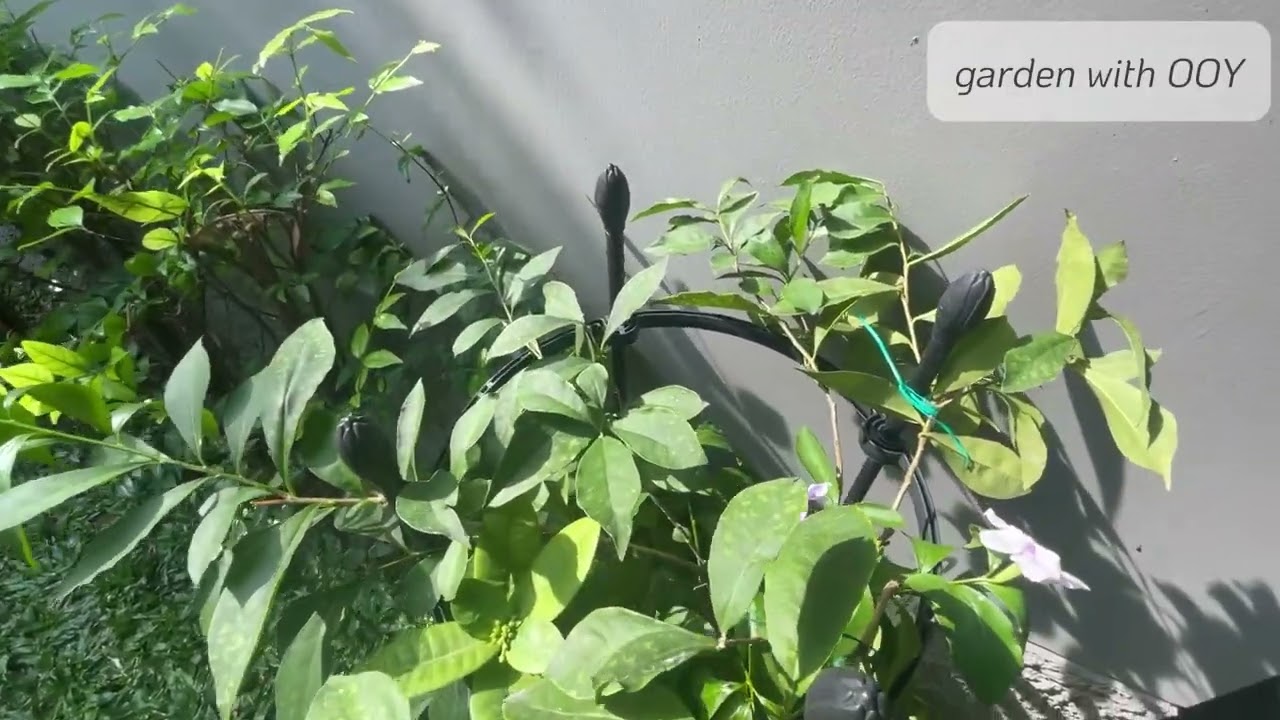 ความเงียบสงบยามเช้า ได้ยินเสียงใบไม้เบาๆ กับนกสายพันธุ์ต่างๆแข่งขันกันส่งเสียง