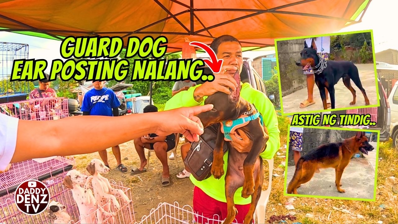 PUPPY BAGONG EAR CROP, MERON DIN BIG DOBERMAN.. / PT.2 FEB. 6, 2026 @BOCAUE PETS & LIVESTOCK MARKET