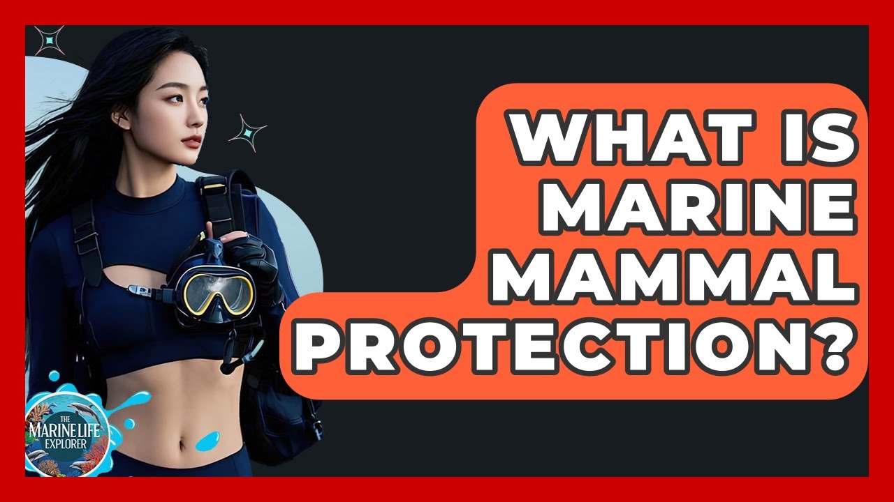 What Is Marine Mammal Protection? - The Marine Life Explorer