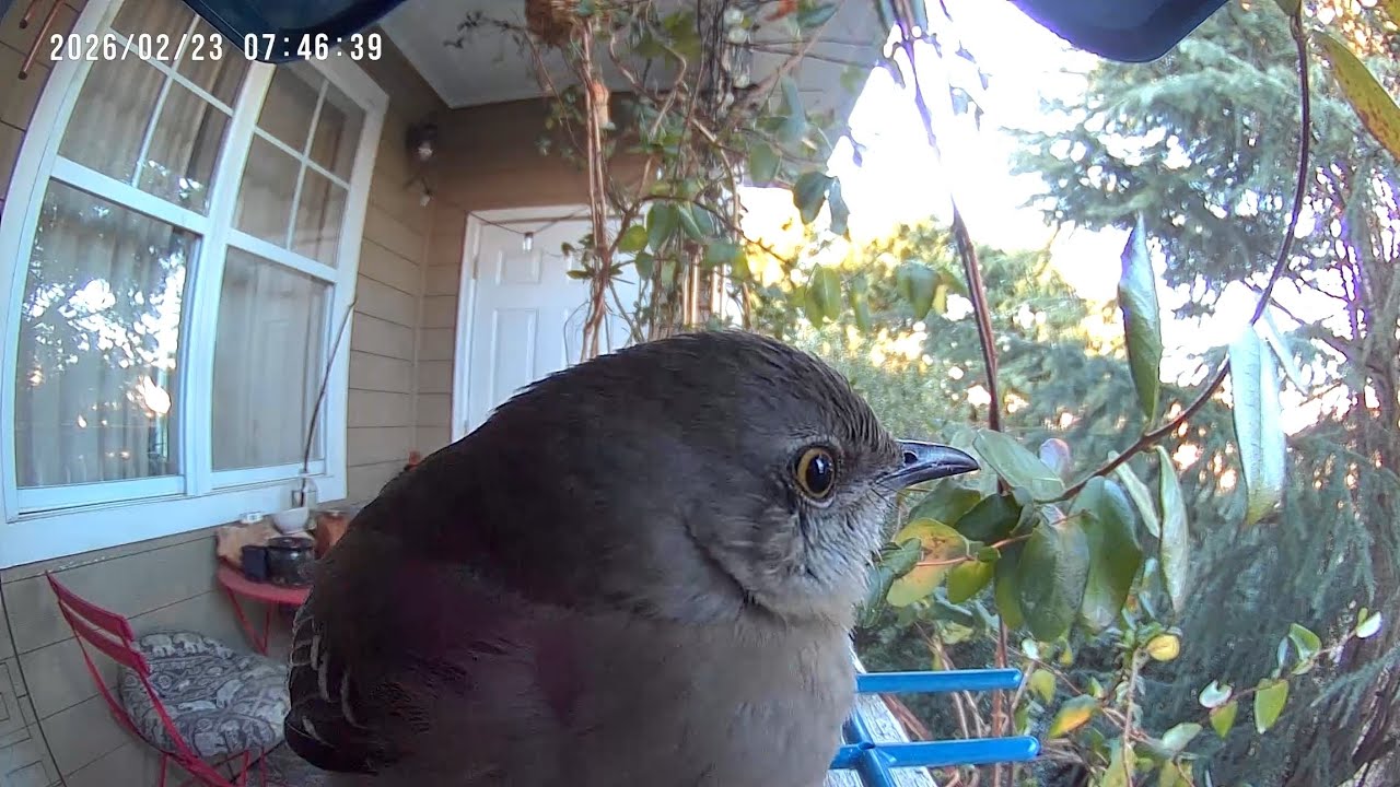 Marty the Mockingbird 