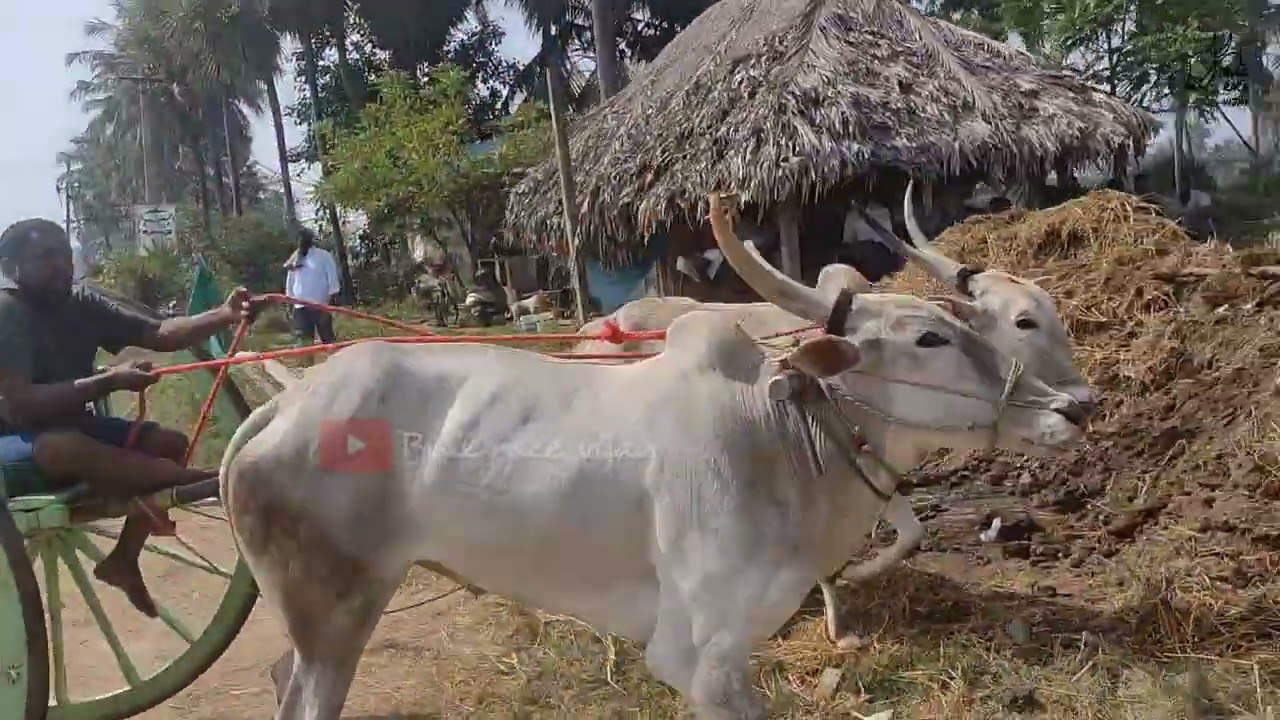 10-1-23@Kaikaluru junior category Bull race 🐂🏆🐂 2nd prize winners peddaapuram Nookaraju Bulls