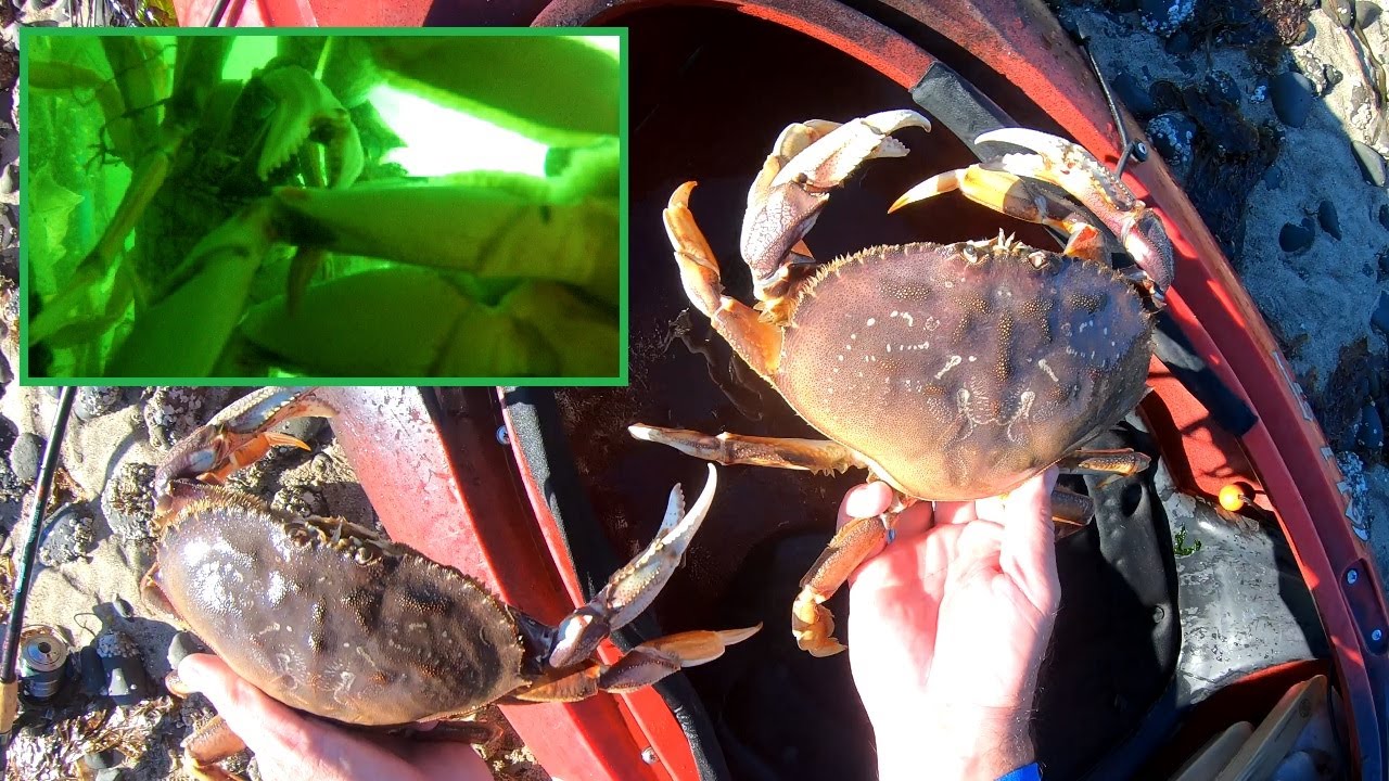 Tillamook Dungeness Crab -Catching Giant Crabs From a Tiny Kayak W/ Folding Traps - Catch Clean Cook