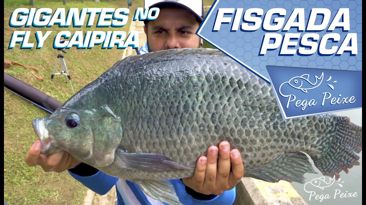 #61 GIGANTES NO FLY CAIPIRA