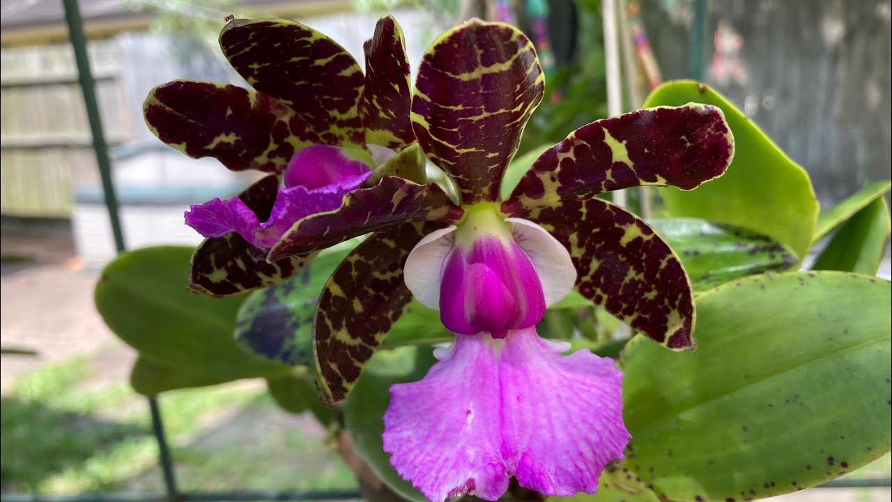 Orchids in Bloom May 31, 2022