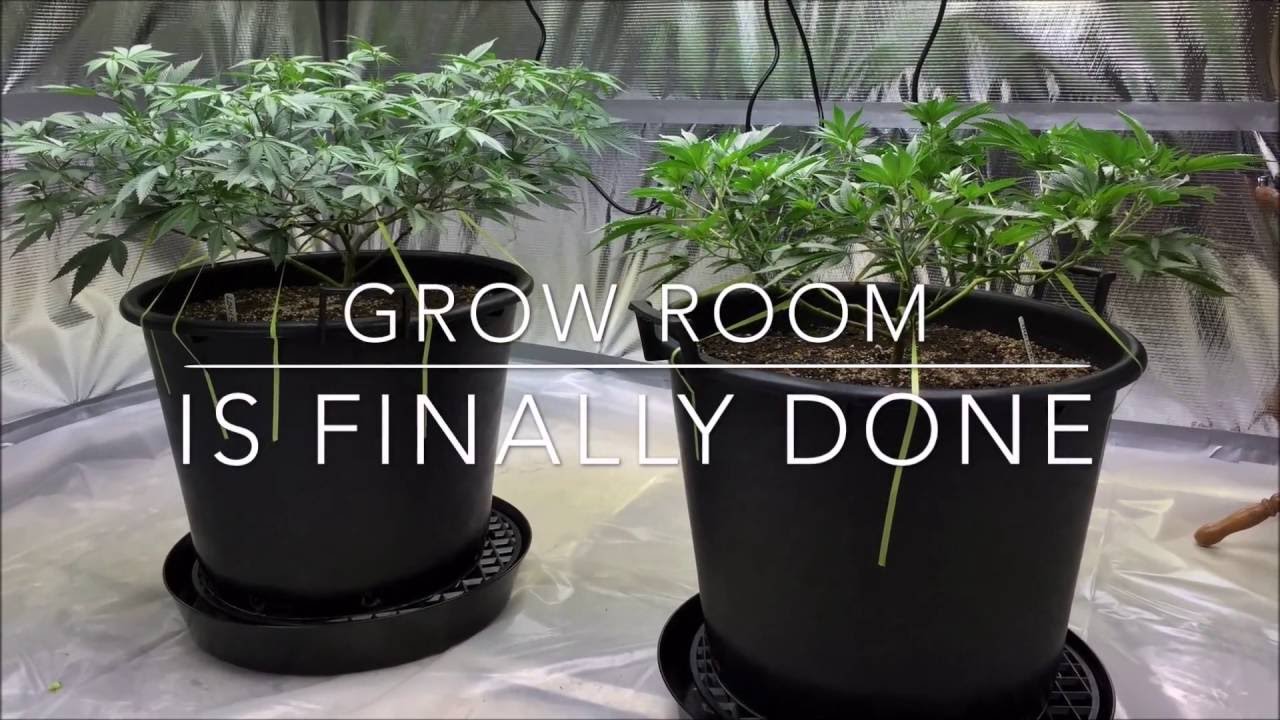 PowerVEG T5 bulbs Veg to Flower