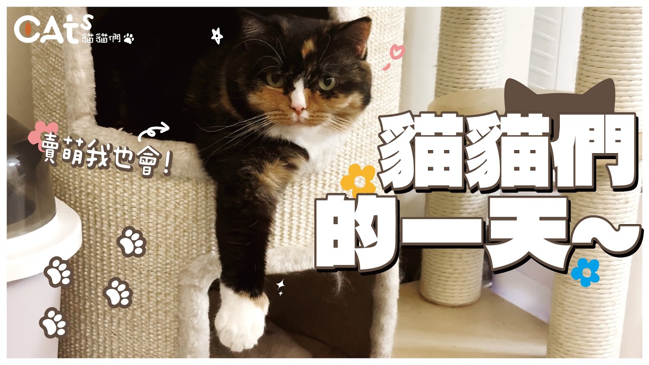 多貓家庭日常大公開！/原來貓貓們一天這樣過？/一日Vlog全記錄：吃吃睡睡賣萌討摸無限循環