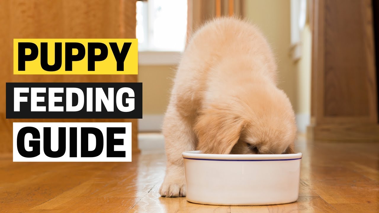 How Much Should a Golden Retriever Puppy Eat