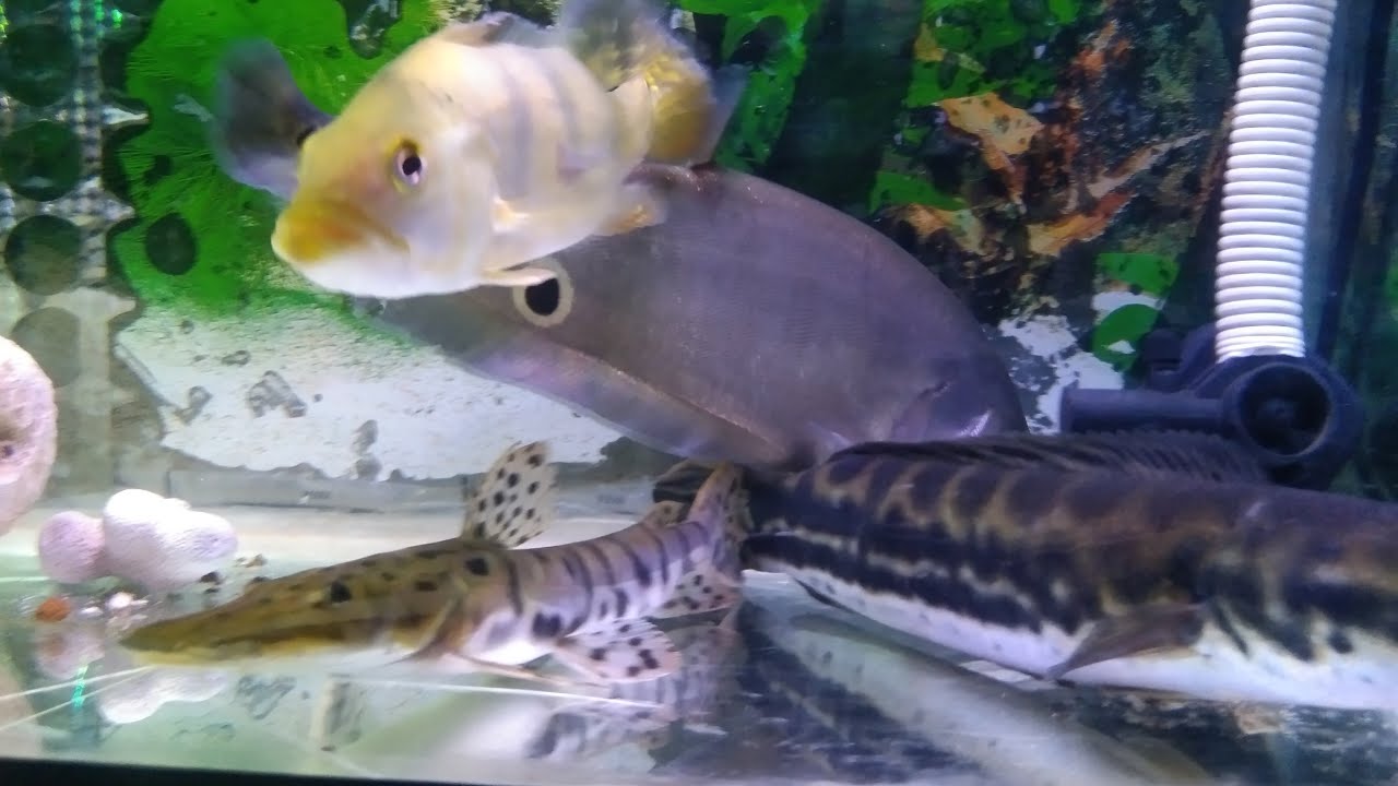 IKAN PREDATOR #67