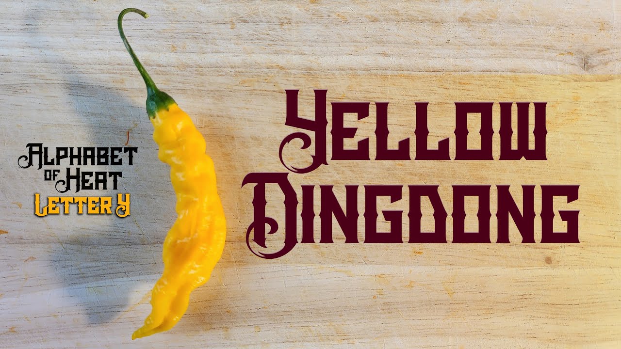 HOLY SWEET! An incredible pepper - Yellow Dingdong- Alphabet of Heat - Y