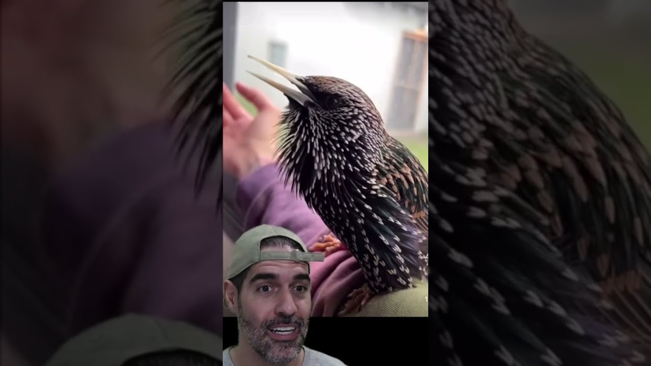Esse pássaro IMITA de tudo. Estorninho-malhado | Pidobiologia