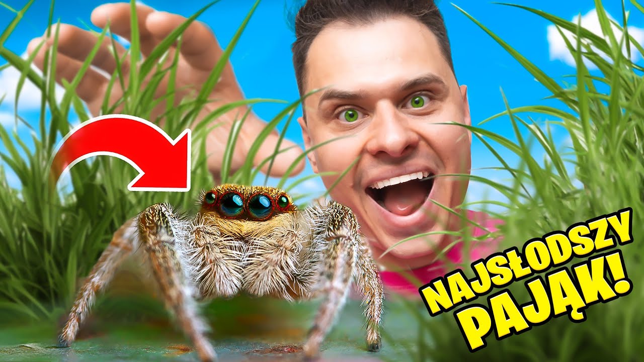 ZŁAPAŁEM NAJSŁODSZEGO PAJĄKA KTÓRY SKACZE!