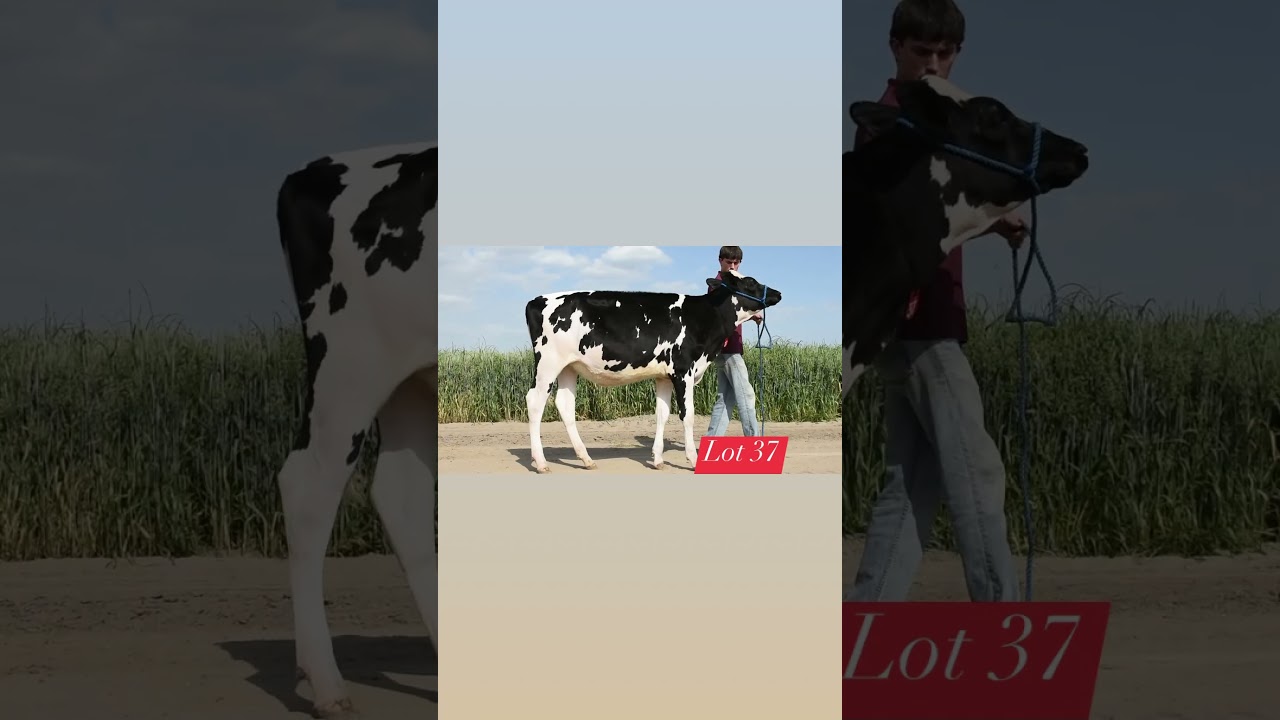 Lot 37 Best of The west