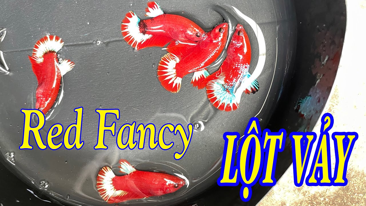 Lựa form bầy Red Fancy - Thế nào là dòng cá Betta Gen Tốt ?
