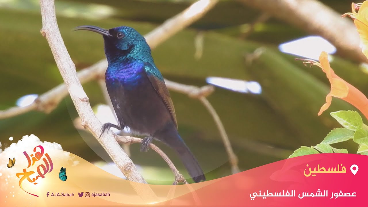 🌅 هذا الصباح - ماذا تعرف عن عصفور الشمس الفلسطيني؟