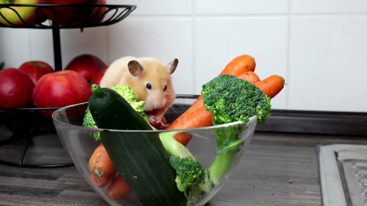 Hamster and  mission broccoli.