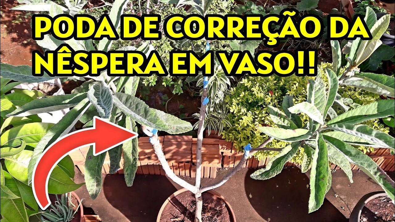 PODA DE CORREÇÃO DA NÊSPERA OU AMEIXA AMARELA EM VASO | VÍDEO COMPLETO!!