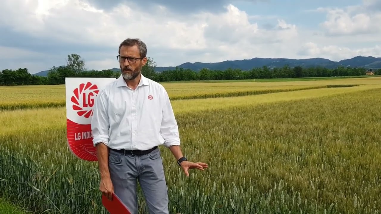 LG SEEDS CEREALI A PAGLIA - LG INDIANAPOLIS