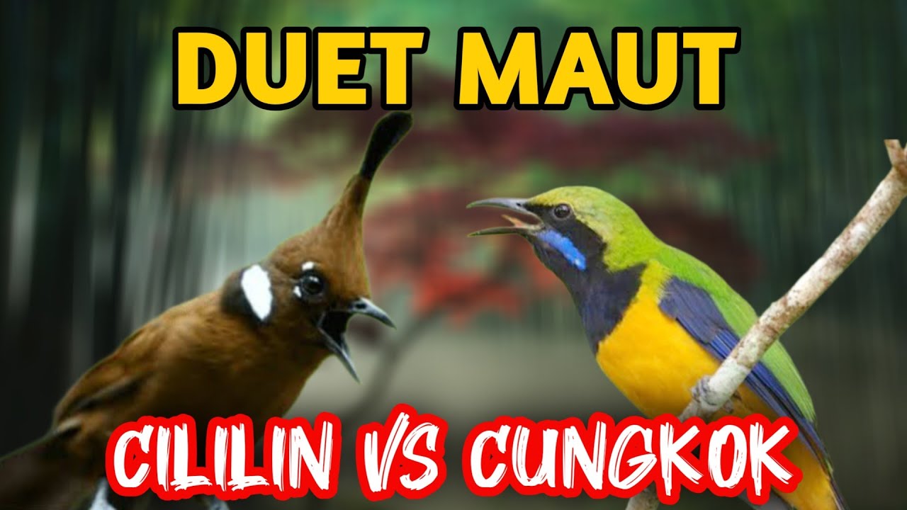 MASTERAN CILILIN VS CUNGKOK TEMBAKAN TAJAM UNTUK MURAI BATU LOMBA SUARA JERNIH