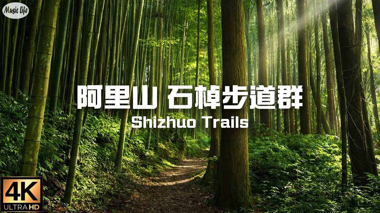 森林療癒系8🌳  阿里山石棹步道群 森林 雲海 竹林 茶園 日落 晚霞 一次收藏 雲之道 茶之道 霞之道全紀錄Shizhuo Trails in Alishan & Relax Piano Music