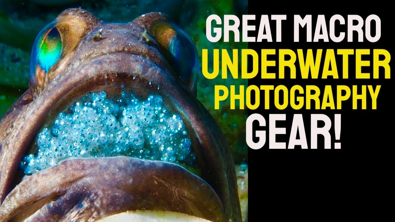 Macro Setup for Underwater Photography (+ Tips on lighting & tripod gear!)