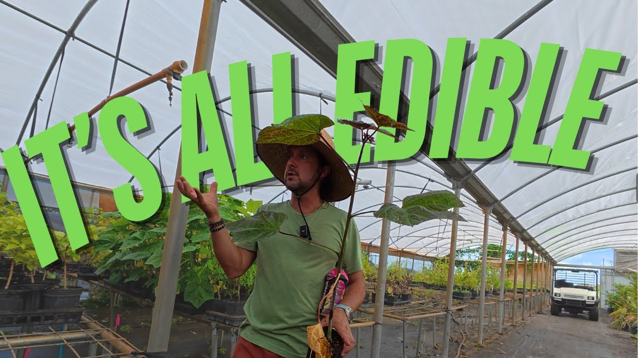 Delicious plants to find in a Central Florida edible nursery