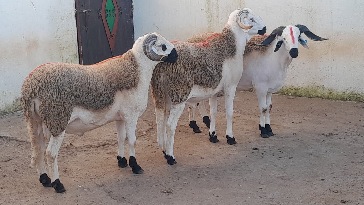 عواشركم مبروكة كين3فحولا لانوك💯 واحدSوجوج نمرا1 المليح الهاثف0667459857بتاريخ22.6.2026🤲