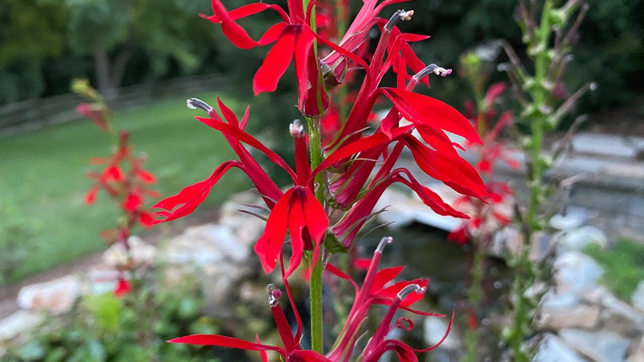 Top 10 Website Resources for Native Plants