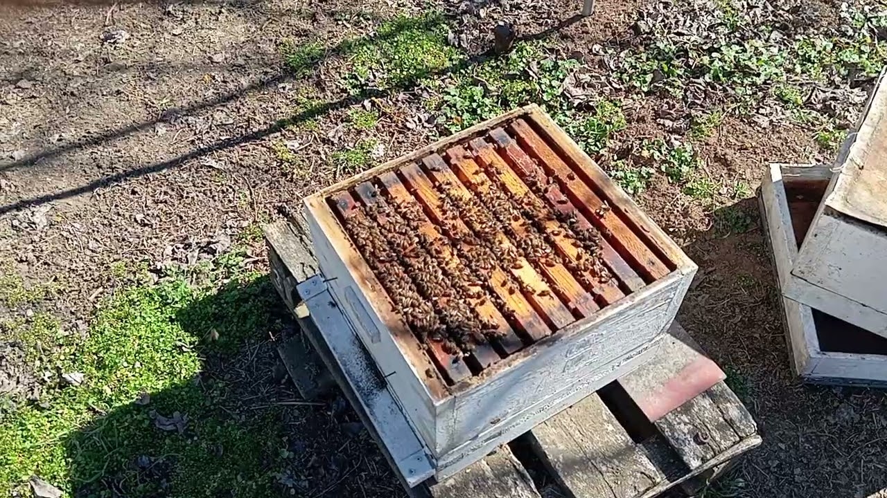 Ну в общем без приносов пыльцы ни какого бурного сверх раннего развития пчелосемей не произошло.