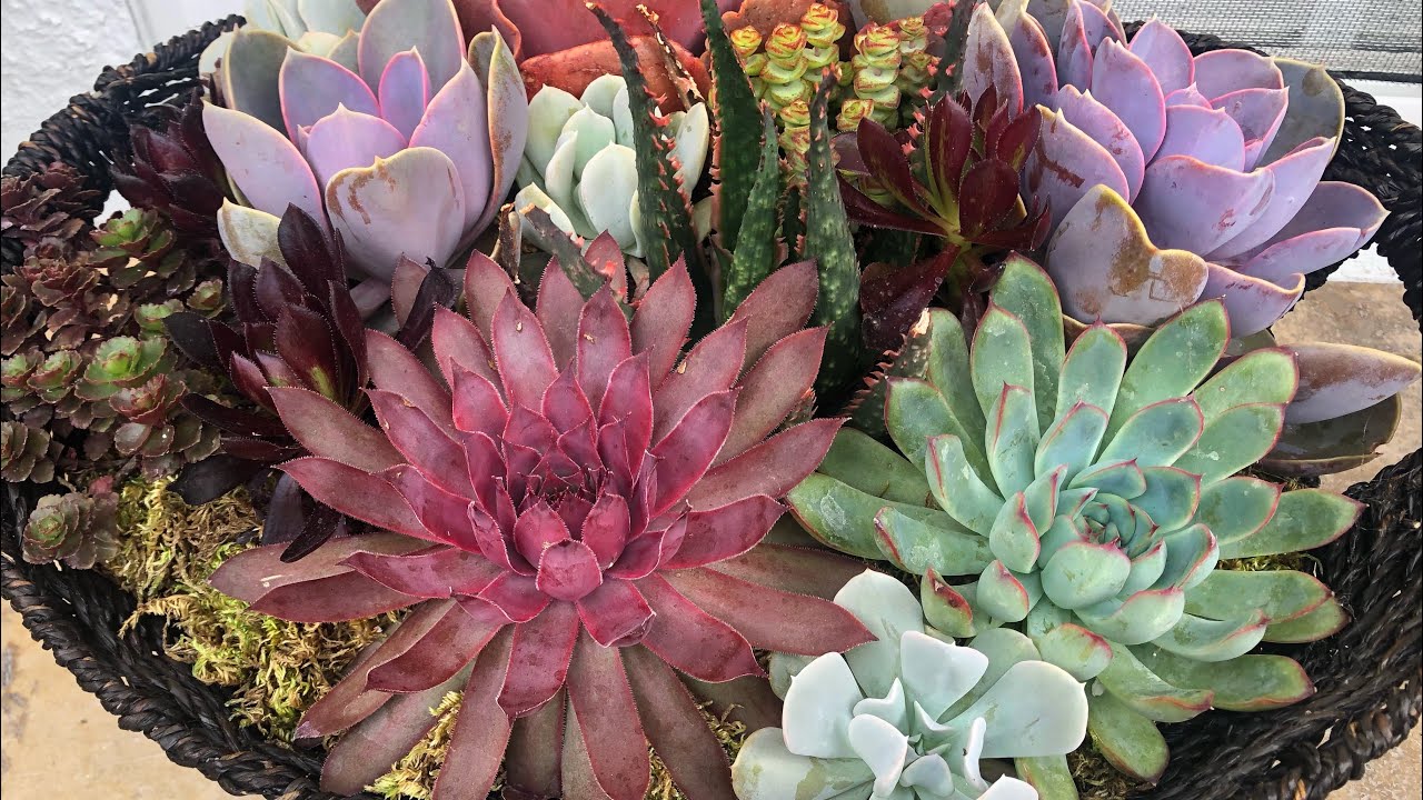 Succulent Arrangements that last. Planter update and much more!