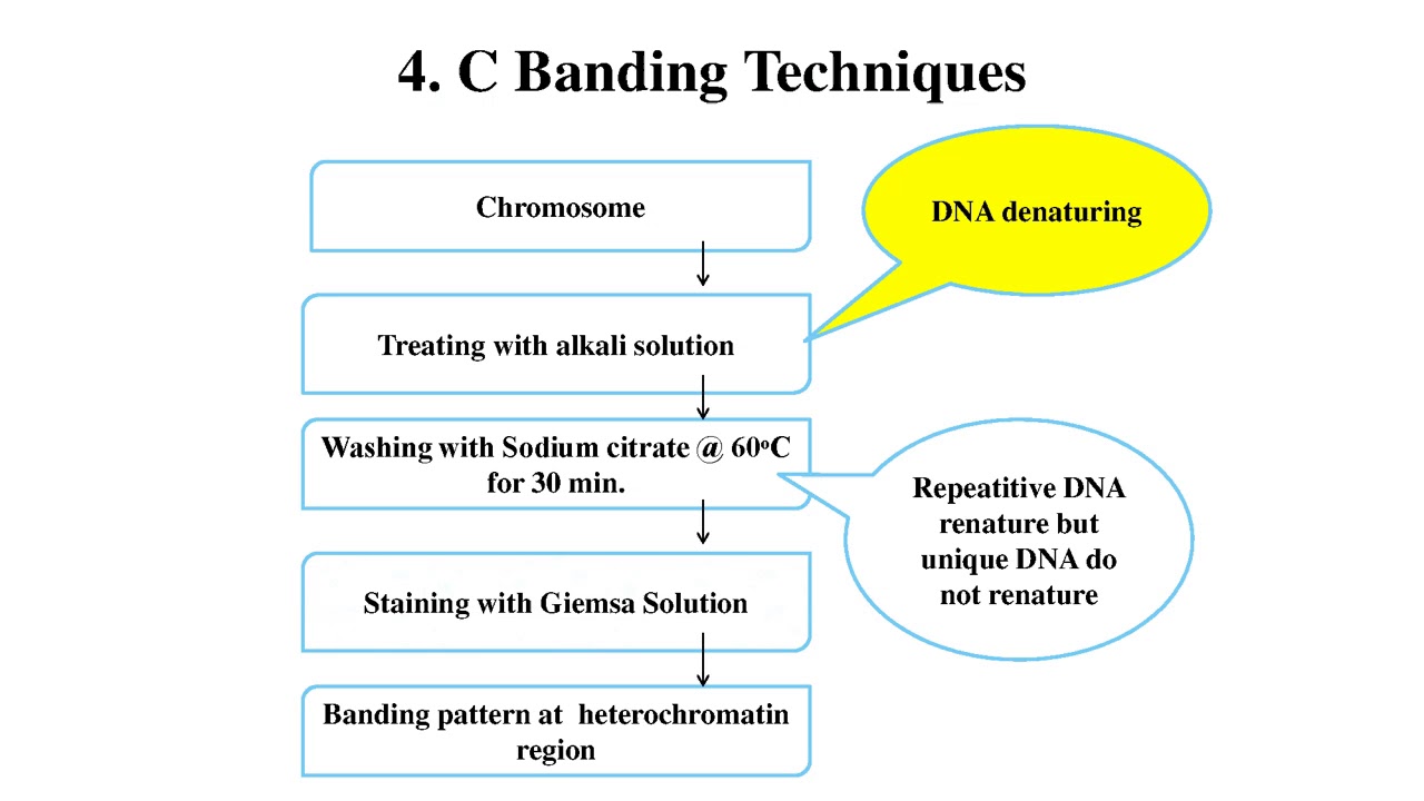 Chromosome banding and painting