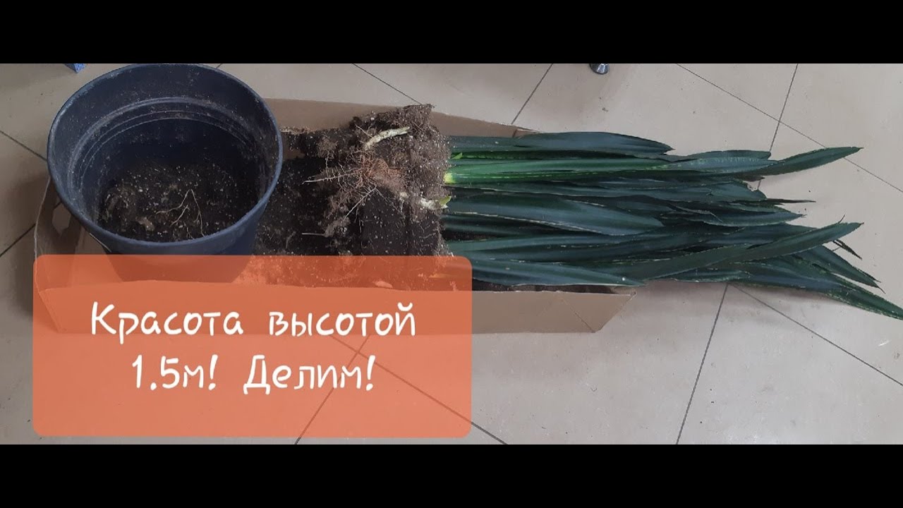 Пересадка или деление куста. Редкая Сансевиерия Блек Тигр!