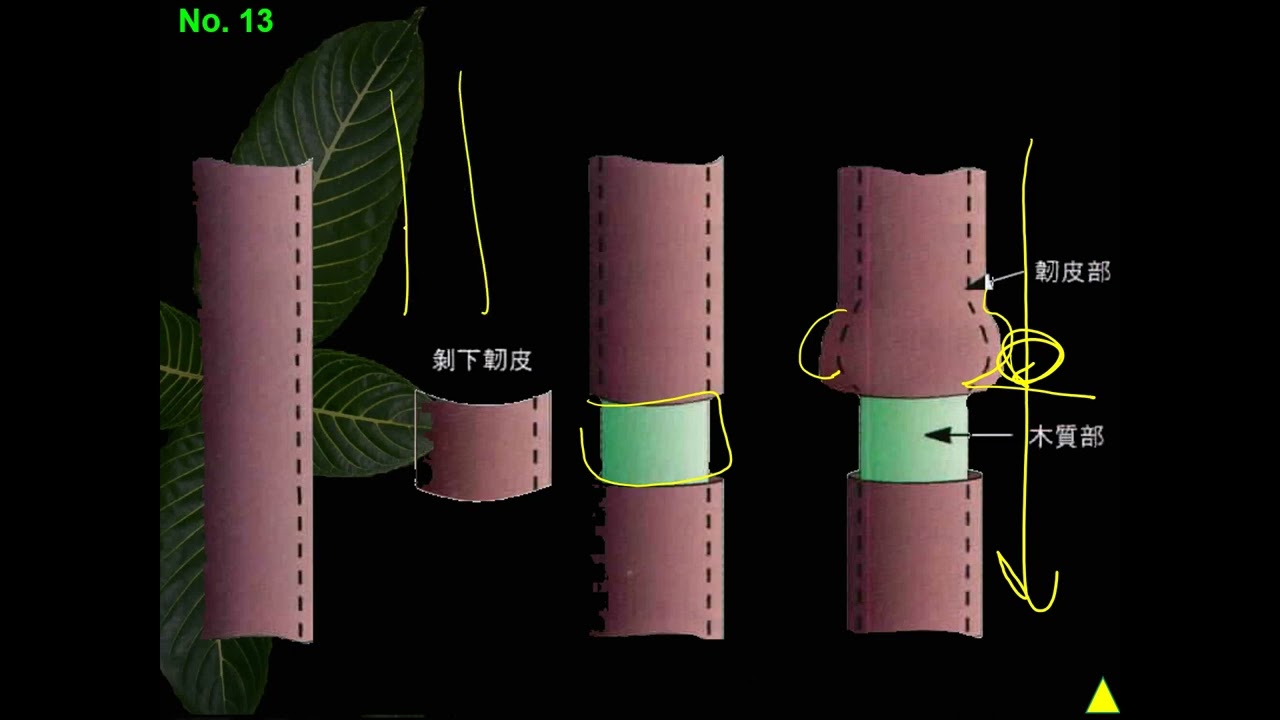 11201選修生物(二)3-3-05蒸散流與壓力流的比較(二勤)(有字幕)